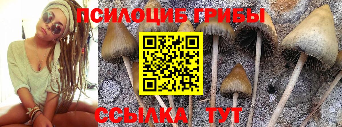 Псилоцибиновые грибы ЛСД Зеленогорск